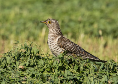 Cuckoo