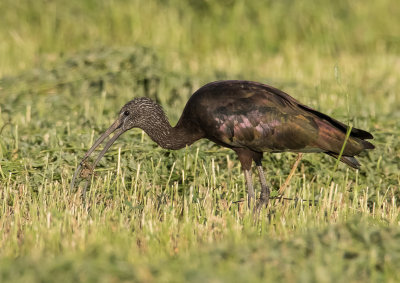 Glossy Ibis