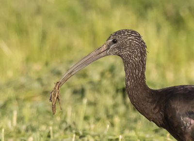 Glossy Ibis