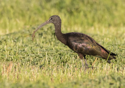 Glossy Ibis