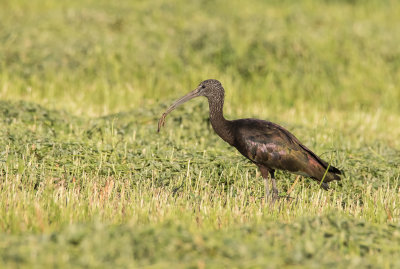 Glossy Ibis