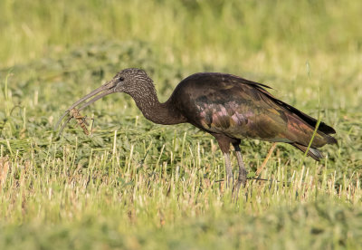 Glossy Ibis