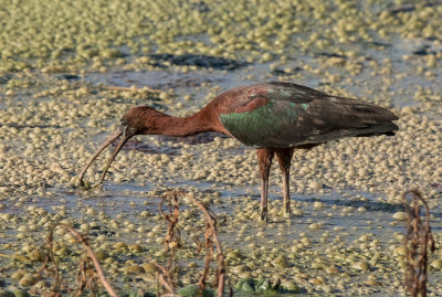 Glossy Ibis