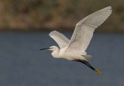 Little Egret