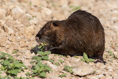 Nutria