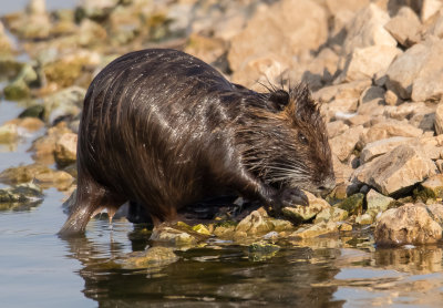 Nutria