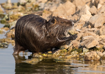 Nutria