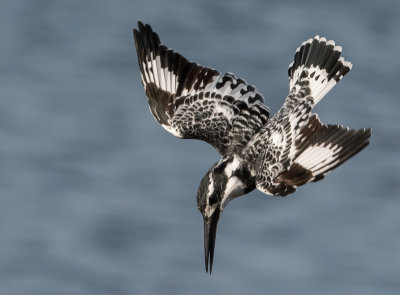 Pied Kingfisher