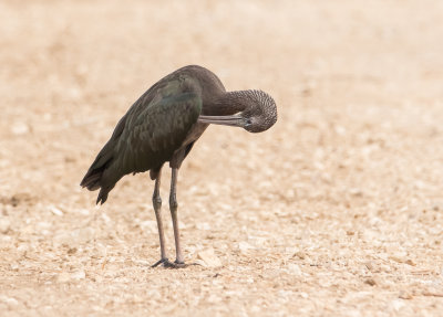 Glossy Ibis