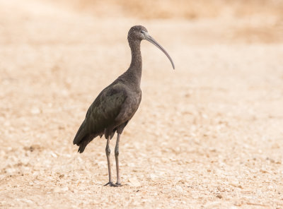 Glossy Ibis