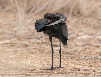 Glossy Ibis