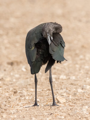 Glossy Ibis