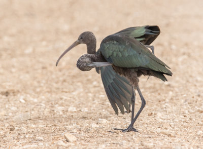 Glossy Ibis