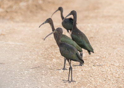 Glossy Ibis