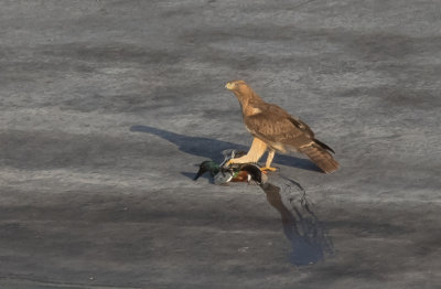 Bonelli's eagle