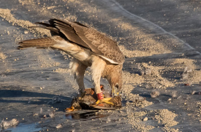 Bonelli's eagle