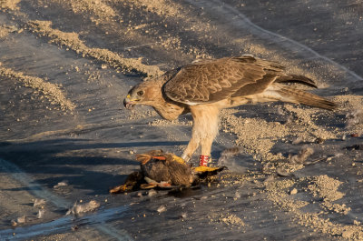Bonelli's eagle