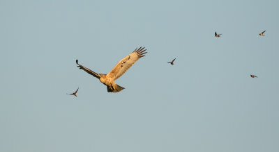 Bonelli's eagle
