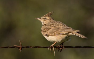 Crested Lark