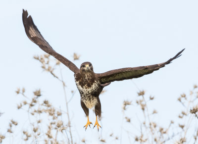 Common Buzzard 