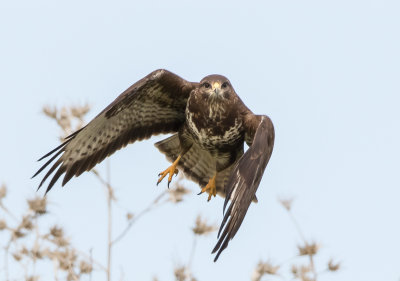 Common Buzzard 