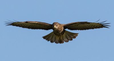 Common Buzzard 