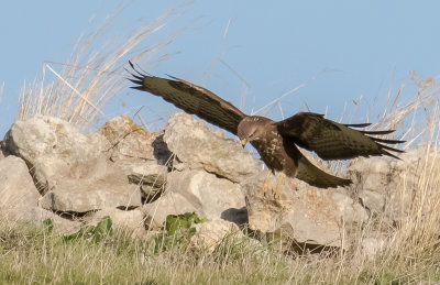 Common Buzzard 