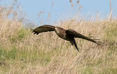 Common Buzzard 