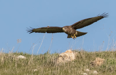 Common Buzzard 