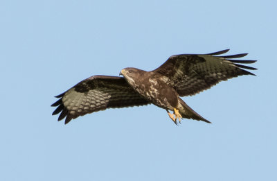 Common Buzzard 