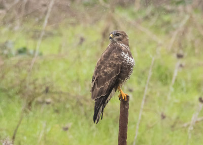Common Buzzard 