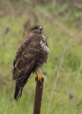 Common Buzzard 