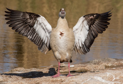 Egyptian Goose     יאורית מצרית