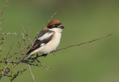 Woodchat Shrike