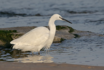 Little Egret