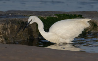 Little Egret