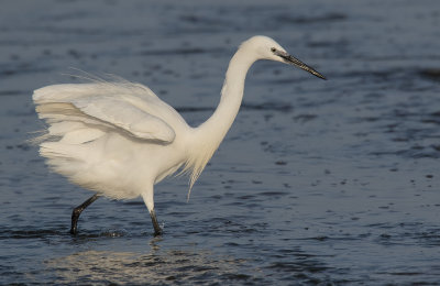 Little Egret