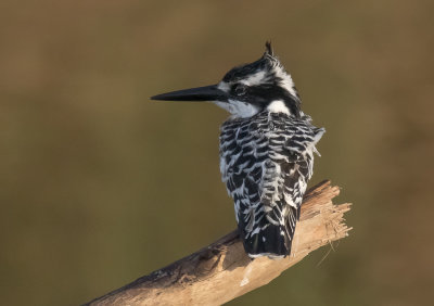 Pied Kingfisher