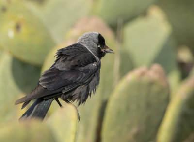 Eurasian Jackdaw