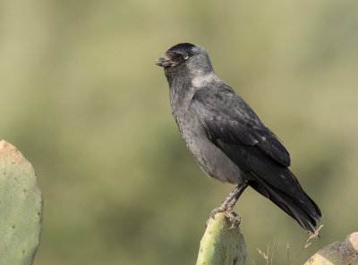 Eurasian Jackdaw