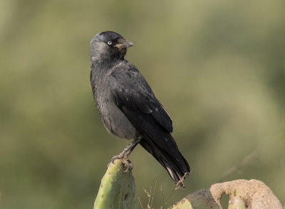 Eurasian Jackdaw