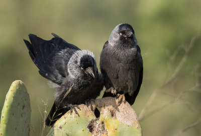 Eurasian Jackdaw