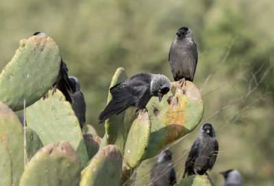 Eurasian Jackdaw