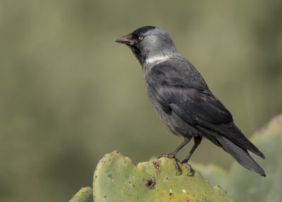 Eurasian Jackdaw