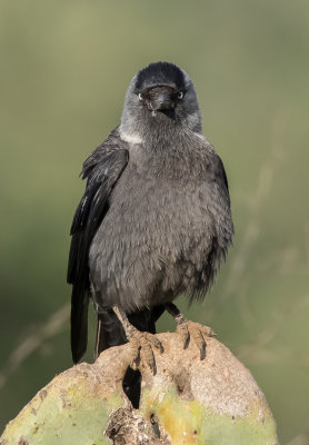 Eurasian Jackdaw