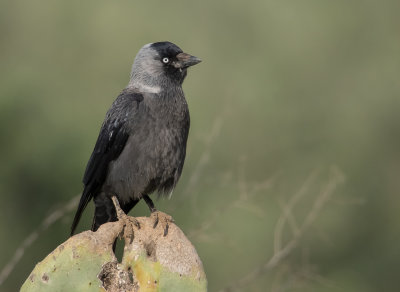 Eurasian Jackdaw