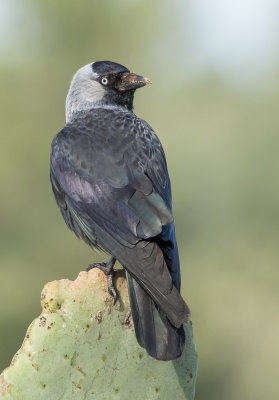 Eurasian Jackdaw