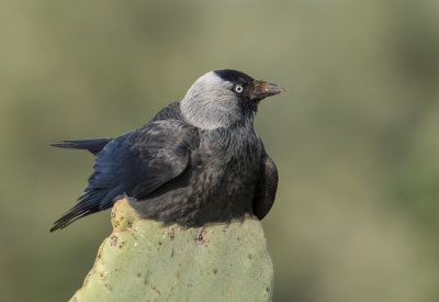 Eurasian Jackdaw