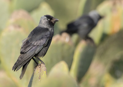 Eurasian Jackdaw