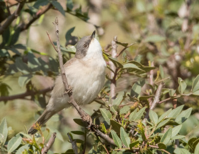 Lesser Whitethroat